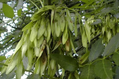 дерево ясень фото | Tree, Plants, Growing