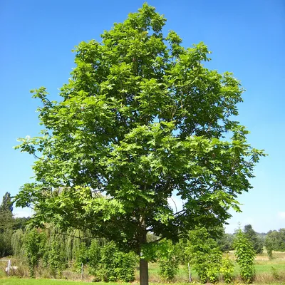 Ясень маньчжурский Fráxinus mandshurica Rupr.