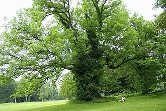 Ясень дерево (66 фото) - 66 фото