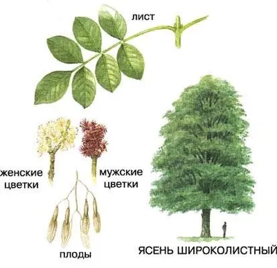 Ясень обыкновенный