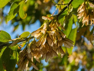 Ясень зеленый Fraxinus lanceolata Borkh - купить в Киеве и области,  справедливая цена - Green Garth (Грин Гарт)