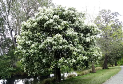 Ясень обыкновенный или высокий (Fraxinus excelsior) - Лиственные растения  весна 2024 года - купить лиственные растения спирея, кизильник, барбарис,  лапчатка.