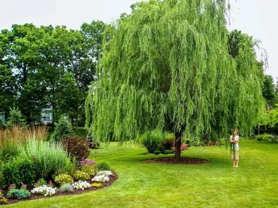 Ива золотистоволосистая (Salix sepulcralis)