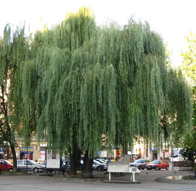 Ива белая (Salix alba)