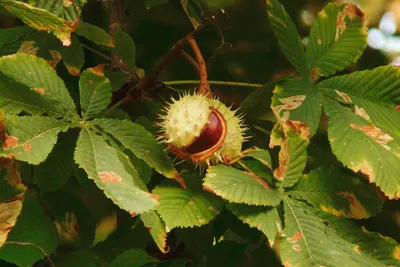 3D модель Дерево "Каштан" (Aesculus)