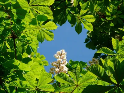 Каштан конский обыкновенный 🌳 по лучшей цене 22000 руб. в Москве - купить  саженцы конского каштана в питомнике «Зеленый Рай»