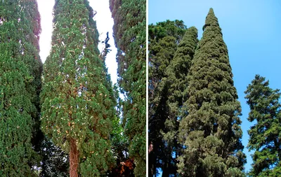 Кипарис вечнозелёный пирамидальный (Cupressus sempervirens) — путеводитель  по отдыху в Крыму