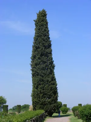 Коллекции растений ЦСБС СО РАН - Cupressus macrocarpa Hartw. – Кипарис  крупноплодный (по новым данным Hesperocyparis macrocarpa (Hartw.) Bartel)