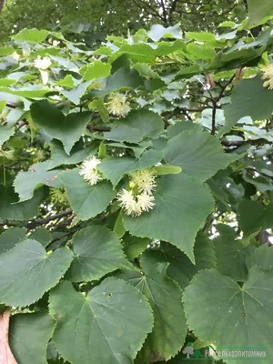 Липа мелколистная (Tilia cordata)