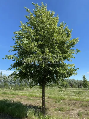 Tilia cordata, Липа сердцелистная|