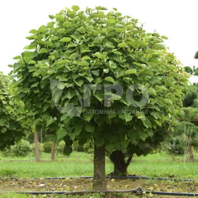 Липа европейская – дерево и древесина – Tilia europaea