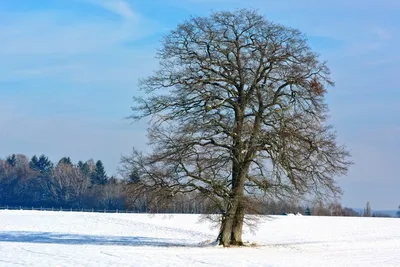 🌳 Искусственное дерево: Липа, 350см купить » Искусственные растения с  доставкой по всей России