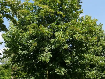 Купить миниатюрное дерево Липа Размеры: 35мм, 50 мм, 60 мм, 70 мм, 80 мм,  90 мм для макетов в Алматы - 