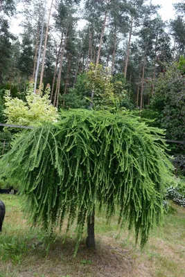 Лиственница широкочешуйчатая 🌲 купить с доставкой курьером, почтой,  самовывоз в 52 городах, цены и фото