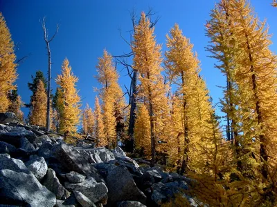 Лиственница Сукачёва, или архангельская (Larix sukaczewii)