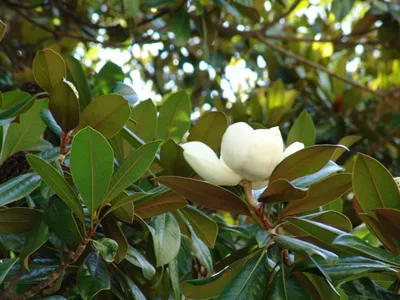 Магнолия Суланжа 'Alexandrina', купить, Magnolia soulangeana 'Alexandrina',  Деревья лиственные в контейнерах Купить растения в Ростове-на-Дону,  Интернет-магазин, питомник растений, хвойные и лиственные, уличные,  плодовые и декоративные деревья и ...