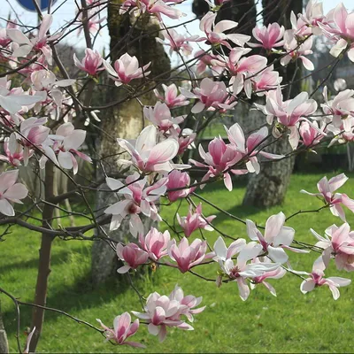Магнолия обратнояйцевидная (Magnolia obovata) — НКО "NORD-NUC"