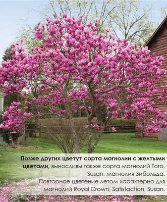 Магнолия – дерево с цветами фантастической красоты — Тижневик «ЕХО»