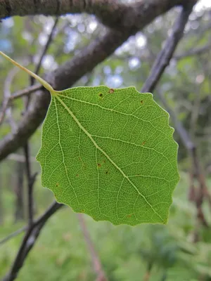 Ольха черная или клейкая (Alnus glutinosa),купить ольху,деревья для  сада,декоративные деревья,деревья саженцы,ольха,посадка и ух… | Растения,  Садовый центр, Посадка