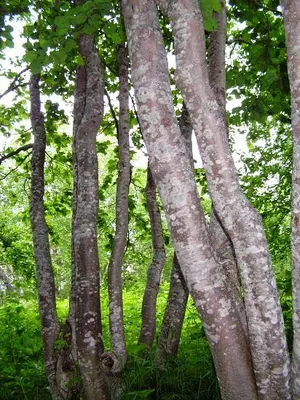 Ольха - alnus: описание, условия выращивания и уход - Сибирский Оазис