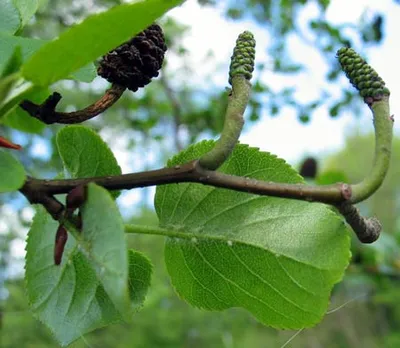 Ольха черная (Alnus glutinosa) купить в Москве саженцы из питомника  Greenpoint24