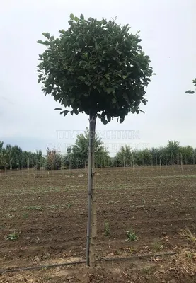 Ольха серая ✓ купить саженцы в питомнике в Москве, Туле, Белгороде