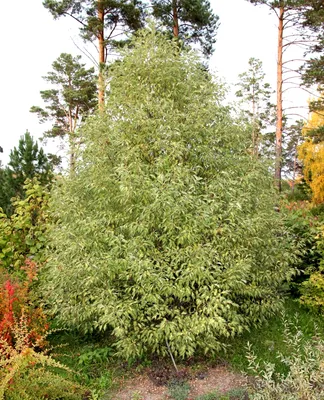 Ольха серая Лациниата (Alnus incana Laciniata)