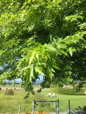 Ольха(Alnus),дерево ольха, древесина ольхи