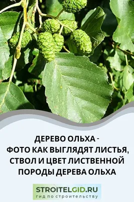 Дерево ольха (70 фото): как выглядит, где растет, чем отличается от других  деревьев. Описание текстуры, свойств, характеристик, плюсов и минусов