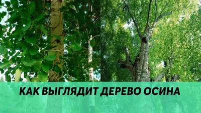 Ольха серая ✓ купить саженцы в питомнике в Москве, Туле, Белгороде