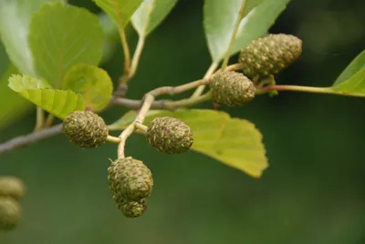 Ольха черная, alnus glutinosa