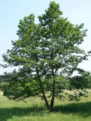 Ольха черная, или Ольха клейкая — Alnus glutinosa | 