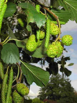 Ольха черная, alnus glutinosa