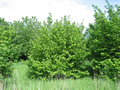 Лещина (Corylus), дерево лещина, древесина лещины