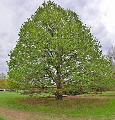 🌱 Лещина (Орешник) крупная Purpurea по цене от 3000 руб: крупномеры,  саженцы - купить в Москве с доставкой - интернет-магазин Все Сорта