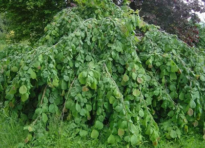 Arboretum Орех Медвежий или Лещина Древовидная