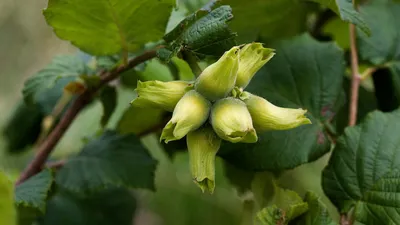 Лещина обыкновенная (Орешник) (Corylus avellana)