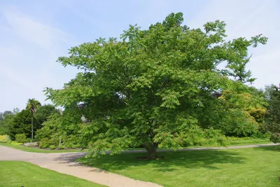 🌳 Искусственное дерево: Орешник, 280см купить » Искусственные растения с  доставкой по всей России