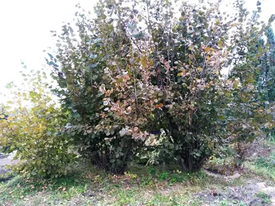 Посадили орешник в саду. Как выглядит пурпурная лещина осенью | Деревенская  душа | Дзен
