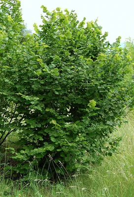 Лещина (Corylus), дерево лещина, древесина лещины