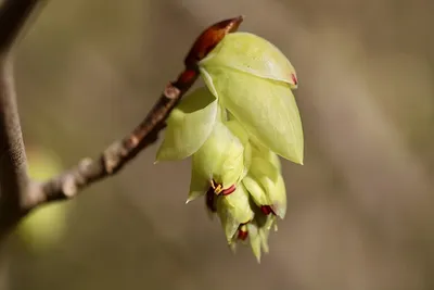 🌳 Искусственное дерево: Орешник, 280см купить » Искусственные растения с  доставкой по всей России