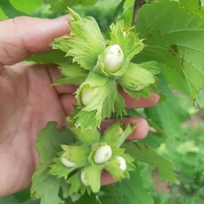 Фундук (Лещина крупная) Исаевский с доставкой! 🌱 [820595]