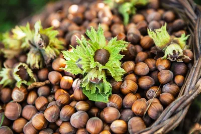 Лещина обыкновенная (Орешник) (Corylus avellana)