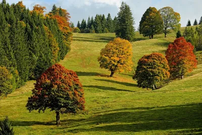 Красивые деревья осенью (52 фото) - 52 фото