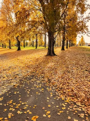 Деревья осенью | Премиум Фото