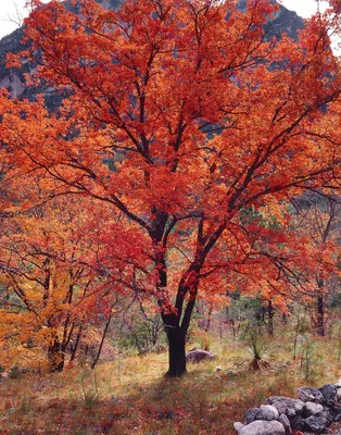Осина дерево осенью - 59 фото