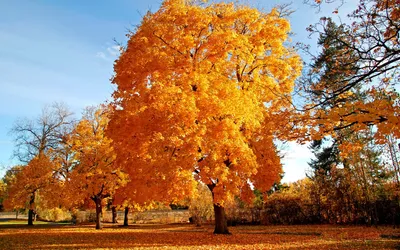 Деревья осенью картинки для детей - 34 фото