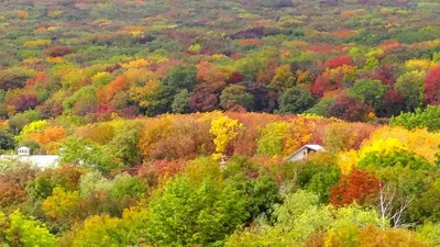 От чего зависит цвет листьев осенью?