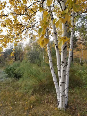 осеннее дерево, осень, жёлтый, качели png | PNGWing