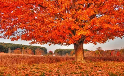 Какие деревья осенью краснеют? - ответы экспертов 